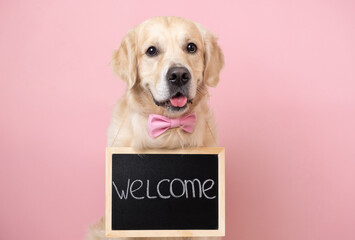 Cute dog with Welcome, we open chalkboard text on a pink background with a bow tie. A golden...