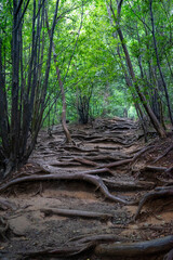 高尾山稲荷山ルート