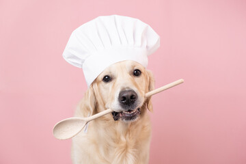 Dog in a chef's hat and with a spatula in his mouth on a pink background. Golden Retriever in chef costume for restaurant, cafe or banner