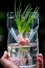 Planting, Growing Shallots in Water with Reuse Plastic Bottle, Propagation in Water Concept.