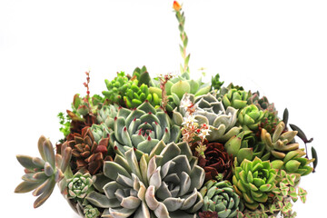 Fototapeta premium 色彩鮮やかな多肉植物の寄植え