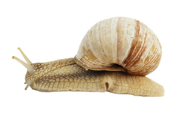 Slow snail on a white background, edible clam.