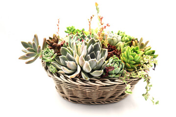 色彩鮮やかな多肉植物の寄植え