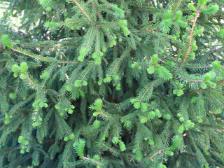 Spruce with young green branches