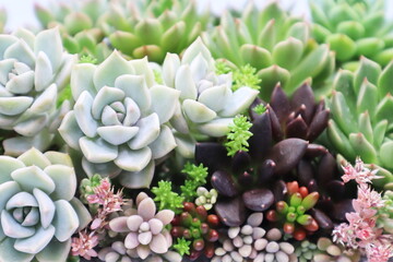 色彩鮮やかな多肉植物の寄植え