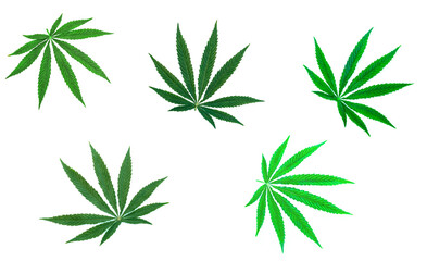 Cannabis leaf on a white background.