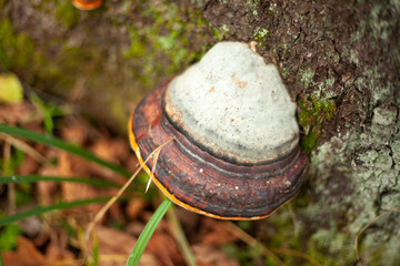 Wood mushroom. Mushroom on trunk of tree. Details of nature. - Powered by Adobe
