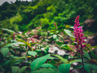 Kwiat nad rzeką, Guatemala