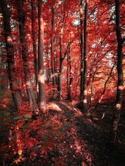 Fototapeta premium Fairy autumn forest in red tones. Colorful leaves on the trees. Magical place. Nature for background, fall colors.