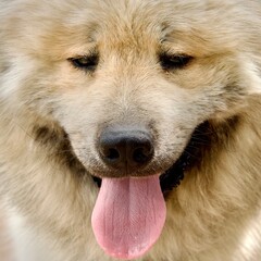 Obraz na płótnie Canvas Eurasier dog suffering from heat