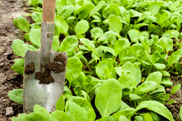 Young radish sprouts growing in the greenhouse. Radish seedlings in the garden. Green leaves of radish plant. Close up. Selective focus. Raphanus sativus