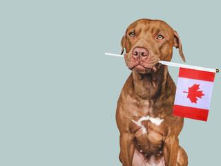 Lovable, pretty dog and Canadian Flag. Closeup, indoors. Studio photo. Congratulations for family, loved ones, relatives, friends and colleagues. Pets care concept