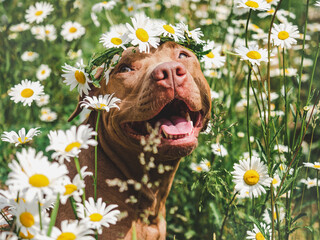 Lovable, smiling dog, beautiful meadow and wreath of daisies. Closeup, outdoors. Daylight. Concept of care, education, obedience training and raising pets