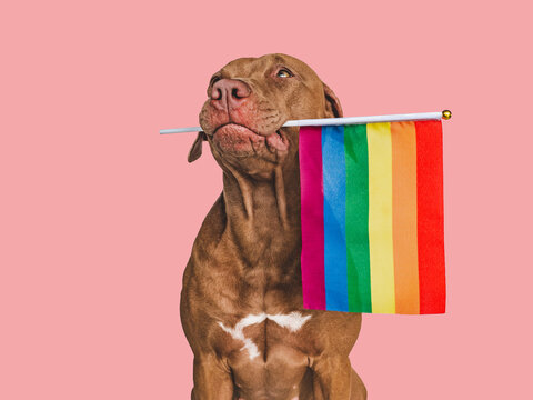 Lovable, pretty dog and Rainbow Flag. Closeup, indoors. Studio photo. Congratulations for family, loved ones, relatives, friends and colleagues. Pets care concept