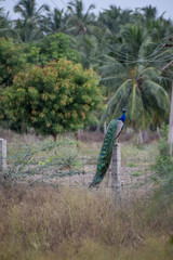 Fototapeta premium A peacock in the forest