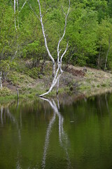 乗鞍高原・まいめの池周辺のさわやかな6月の風景