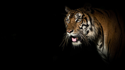 Tiger face on black background