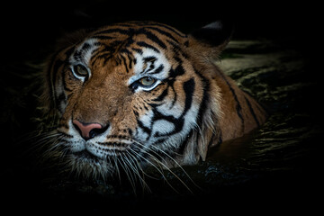 A tiger goes down to hunt in a pond at night.