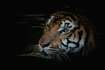 A tiger goes down to hunt in a pond at night.