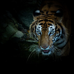 Tigers foraging in the forest at night It is the habit of mammals.