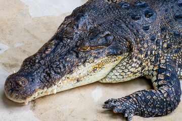 close-up photo of crocodile head