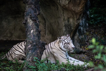 A white tiger rests under a tree in the forest.