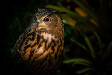 Eurasian eagle-owl (Bubo bubo) is a species of large owl that resides in much of Eurasia. It is also called the European eagle-owl. large brown bird of prey