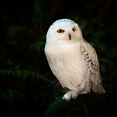 A close-up photo of a snowy owl Has beautiful sparkling yellow eyes.