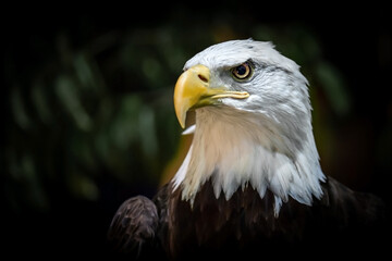 Bald eagle, American bird of prey