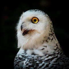 A close-up photo of a snowy owl Has beautiful sparkling yellow eyes.