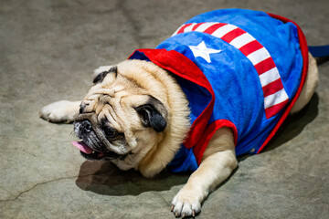 A pug lying on the ground wearing an American flag. A beautiful beige pug puppy wearing an American...