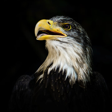 Bald eagle, American bird of prey