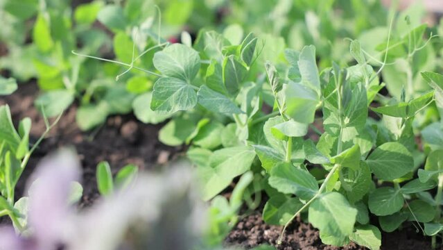 little young green peas growing in the garden. little young green peas growing in the garden