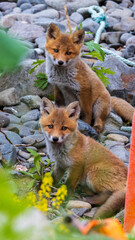 キタキツネの兄弟　子狐