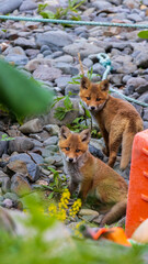 キタキツネ　子供　兄弟　可愛い