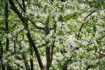 乗鞍高原・まいめの池周辺のさわやかな6月の風景