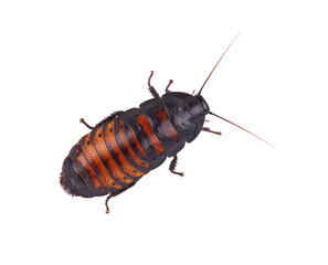 Madagascar hissing cockroach isolated on white background. Gromphadorhina portentosa.