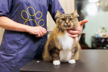 Cat grooming, combing wool. Express molt. Beautiful cat in a beauty salon. Grooming animals,...