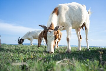 Cute goat on green summer meadow.Baby goats are grazing in the vast green pastures with fresh summer skies.good breed of milk goat is walking in the nature for food.Organic goat milks rich nutritions.