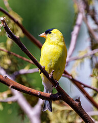 American Goldfinch Photo and Image. Finch close-up perched on a branch with a forest background in its environment and habitat surrounding and displaying its yellow feather plumage.