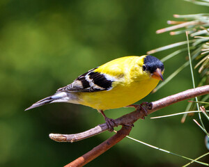 American Goldfinch Photo and Image. Finch close-up view, perched on a branch with a soft green background in its environment and habitat surrounding and displaying its yellow feather plumage.