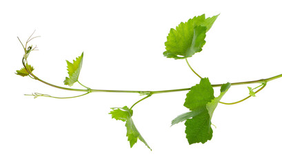 Grape leaves vine branch with tendrils, isolated on white background, clipping path. Green branch...