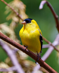 American Goldfinch Photo and Image. Male close-up  perched on a branch with a blur forest background in its environment and habitat and displaying its yellow feather plumage. Finch Photo and Image.