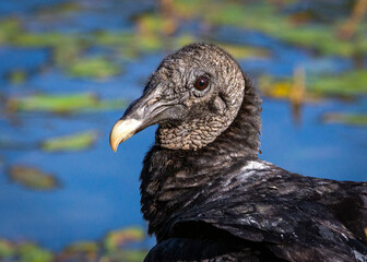 Black Vulture posing for its portrait along the Shadow Creek Ranch Nature Trail in Pearland, Texas!