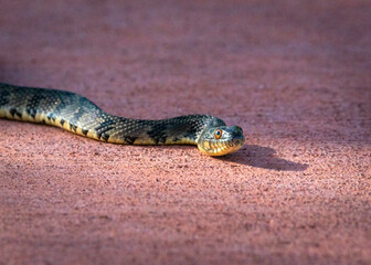 Diamondback Watersnake along the nature trail in Pearland, Texas!