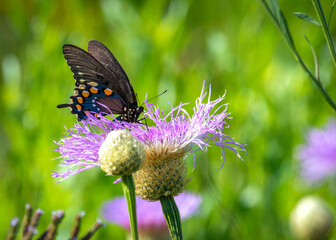 Pipevine Swallowtail on an American Basketflower along the Shadow Creek Ranch Nature Trail in Pearland, Texas!