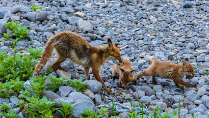 餌を取ってきた親ギツネ　キタキツネの家族