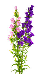 Campanula medium flowers isolated on white background. Bouquet of Canterbury bells or bell flower.