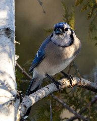 Blue Jay Bird Stock Photo and Image. Close-up perched on a birch tree branch with a blur forest background in the forest environment and habitat displaying blue feather plumage wings. Portrait.