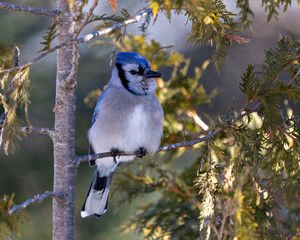 Blue Jay Bird Stock Photo and Image. Close-up perched on a cedar tree branch with a blur forest background in the forest environment and habitat displaying blue feather plumage wings. Portrait.